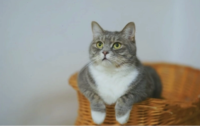Avatar mèo cute với đôi mắt to tròn đáng yêu