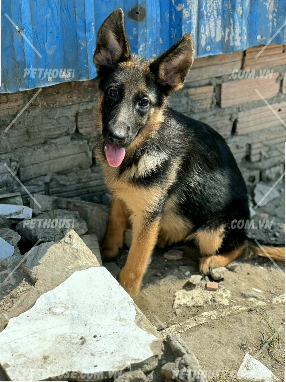 Bé chó béc giê con cực kỳ thông minh và trung thành
