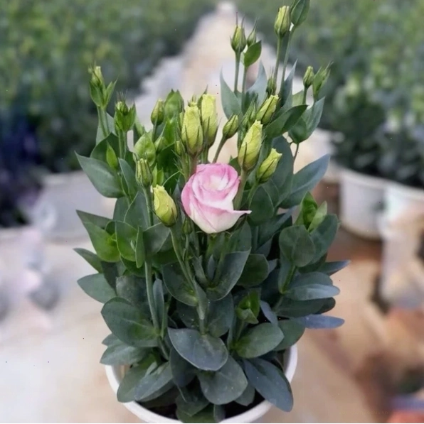 Bó hoa cát tường rực rỡ