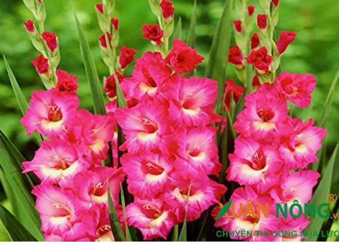 Bó hoa lay ơn màu hồng pastel nhẹ nhàng, tinh tế