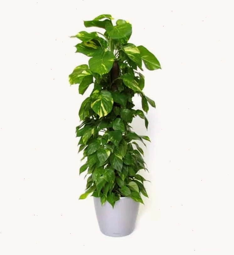 Bón phân định kỳ và cắt tỉa lá vàng giúp cây trầu bà phát triển tốt