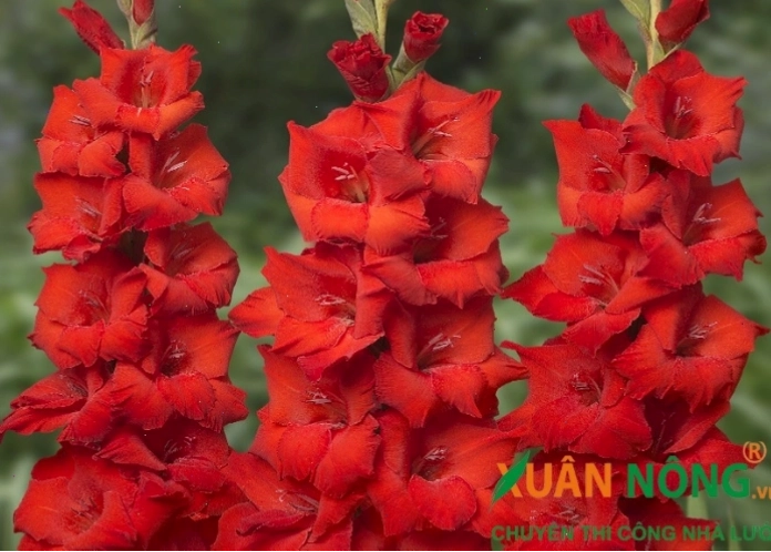 Bông hoa lay ơn đỏ thắm với những cánh hoa xếp tầng đẹp mắt