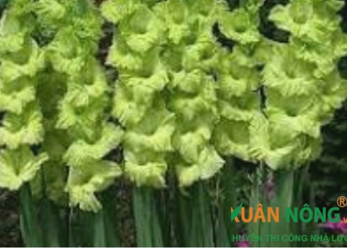 Bông hoa lay ơn màu xanh độc đáo