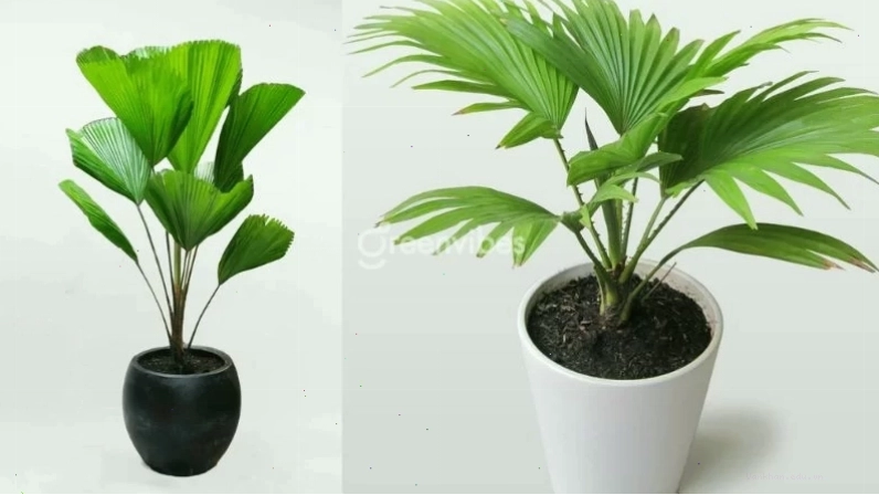 Các loại chậu trồng cây ban công với nhiều kiểu dáng