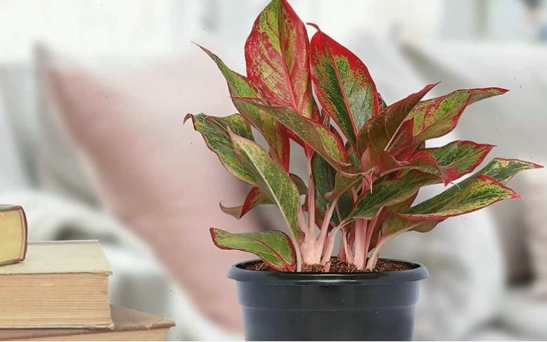 Cách chọn hướng trồng cây phong thủy hợp với người mệnh Hỏa