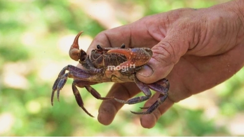 Cách đuổi cua ra khỏi nhà an toàn