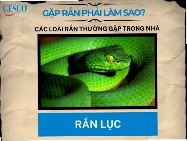 Cách xử lý khi gặp rắn lục