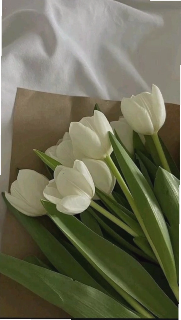 Cận cảnh một bông hoa tulip màu cam rực rỡ