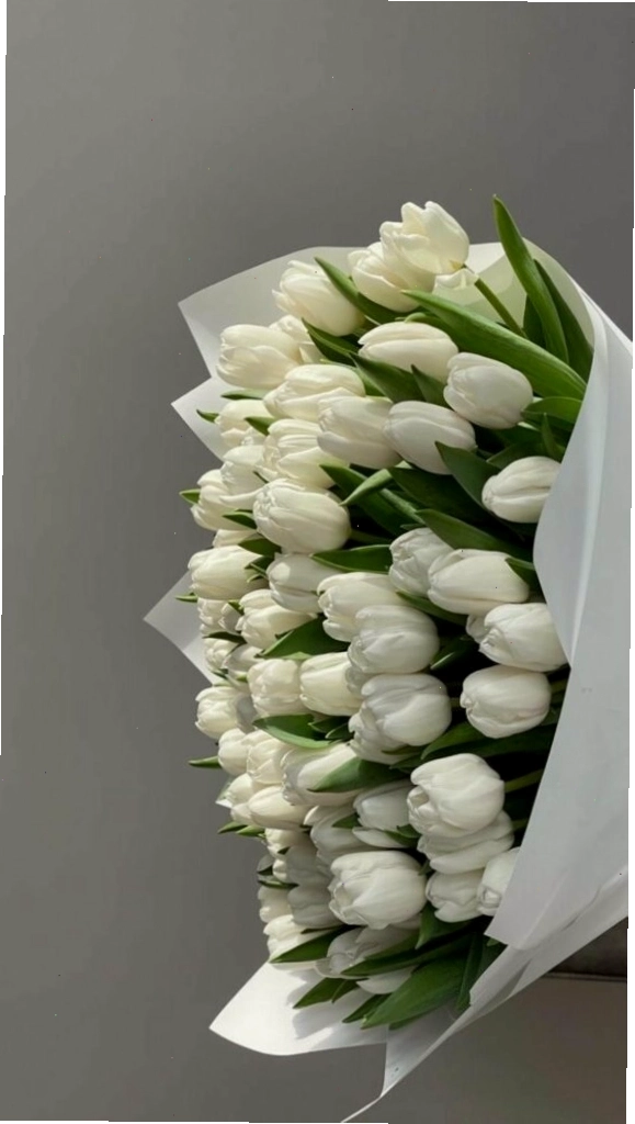 Cánh đồng hoa tulip dưới ánh nắng ban mai