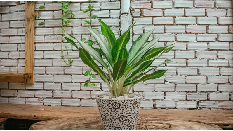 Cây Bạch Mã Hoàng Tử với gân lá màu trắng nổi bật