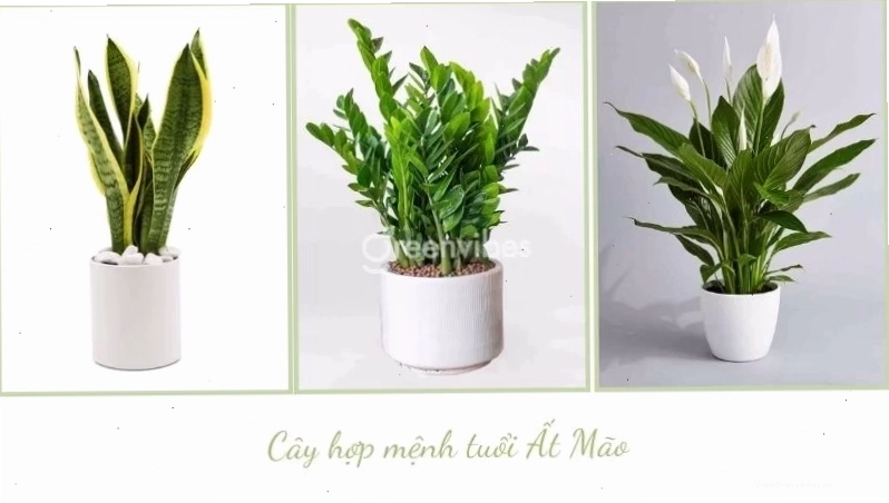 Cây cảnh hợp tuổi Đinh Mão 1987