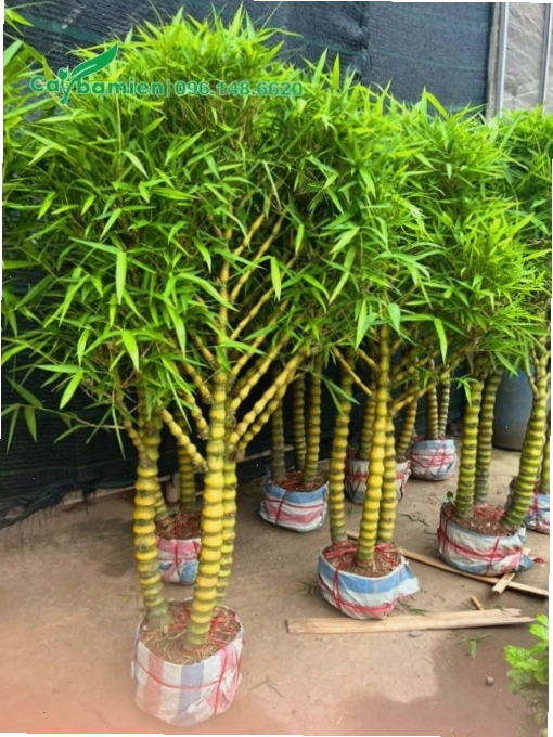 Cây cảnh Trúc Quan Âm có thân cành xòe đẹp, lá xanh tốt