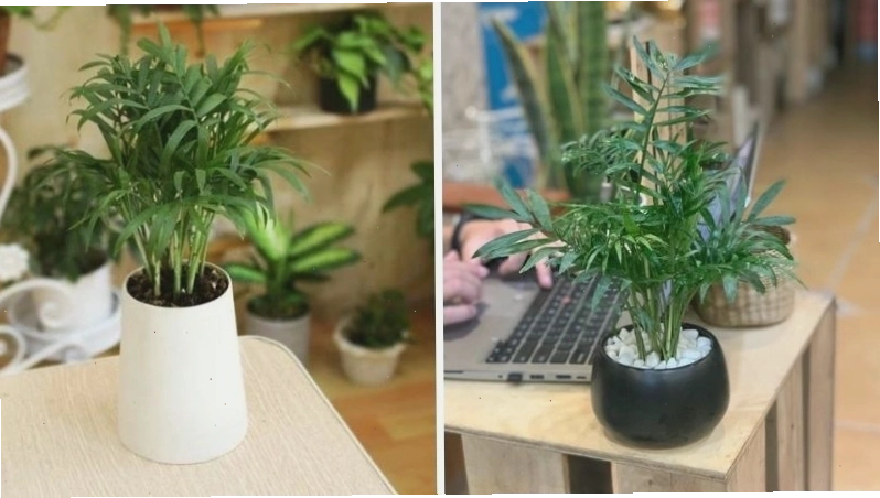 Cây Cau Tiểu Trâm với dáng vẻ thanh thoát