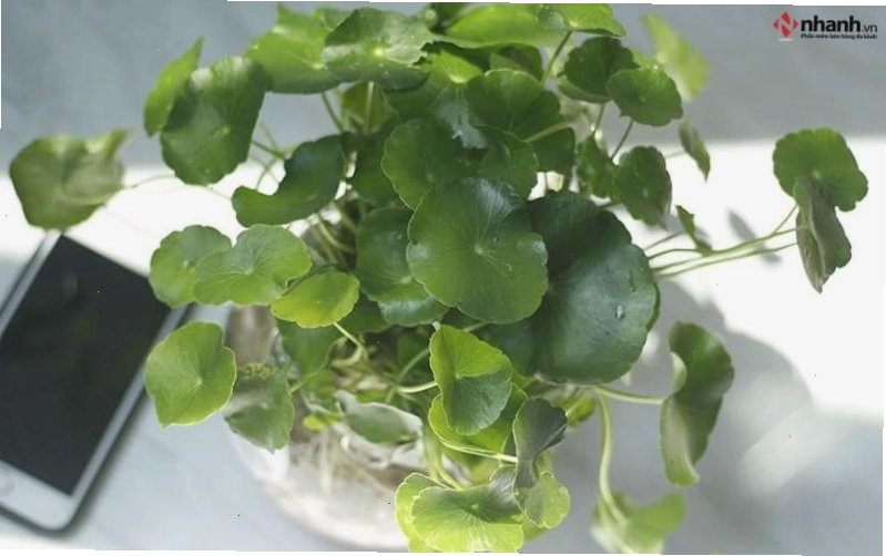 Cây Cỏ Đồng Tiền mang lại tài lộc cho người tuổi Tỵ