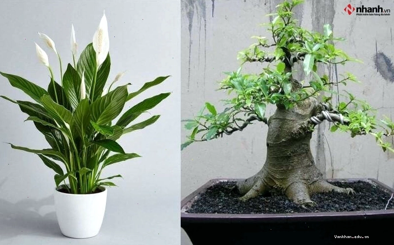 Cây Cọ Nhật mang lại may mắn và tài lộc cho người tuổi Thìn
