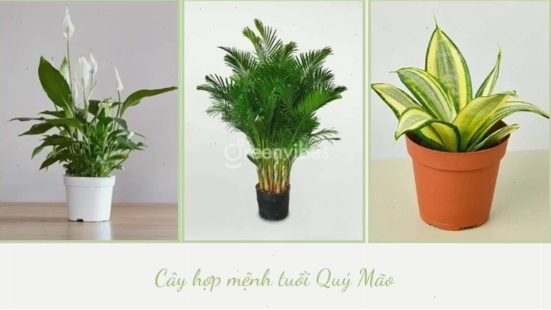 Cây hợp tuổi Đinh Mão
