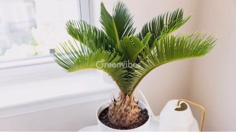 Cây Kim Ngân được tạo kiểu đẹp mắt trên ban công