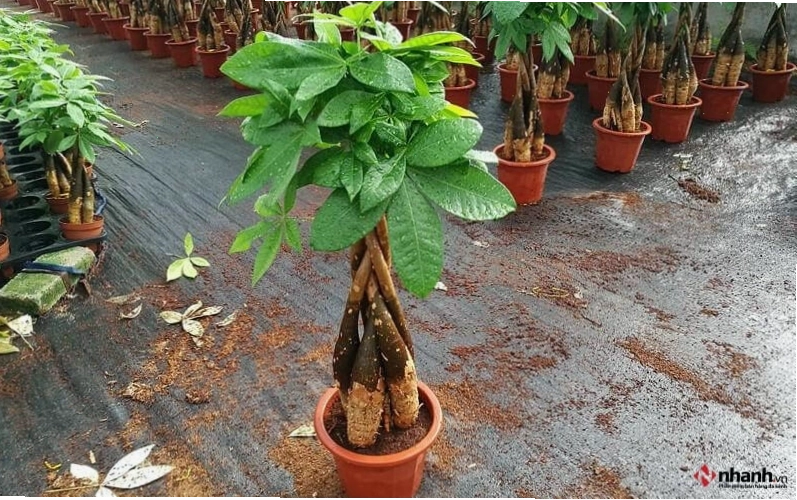 Cây Kim Ngân mang tài lộc về nhà cho người tuổi Sửu