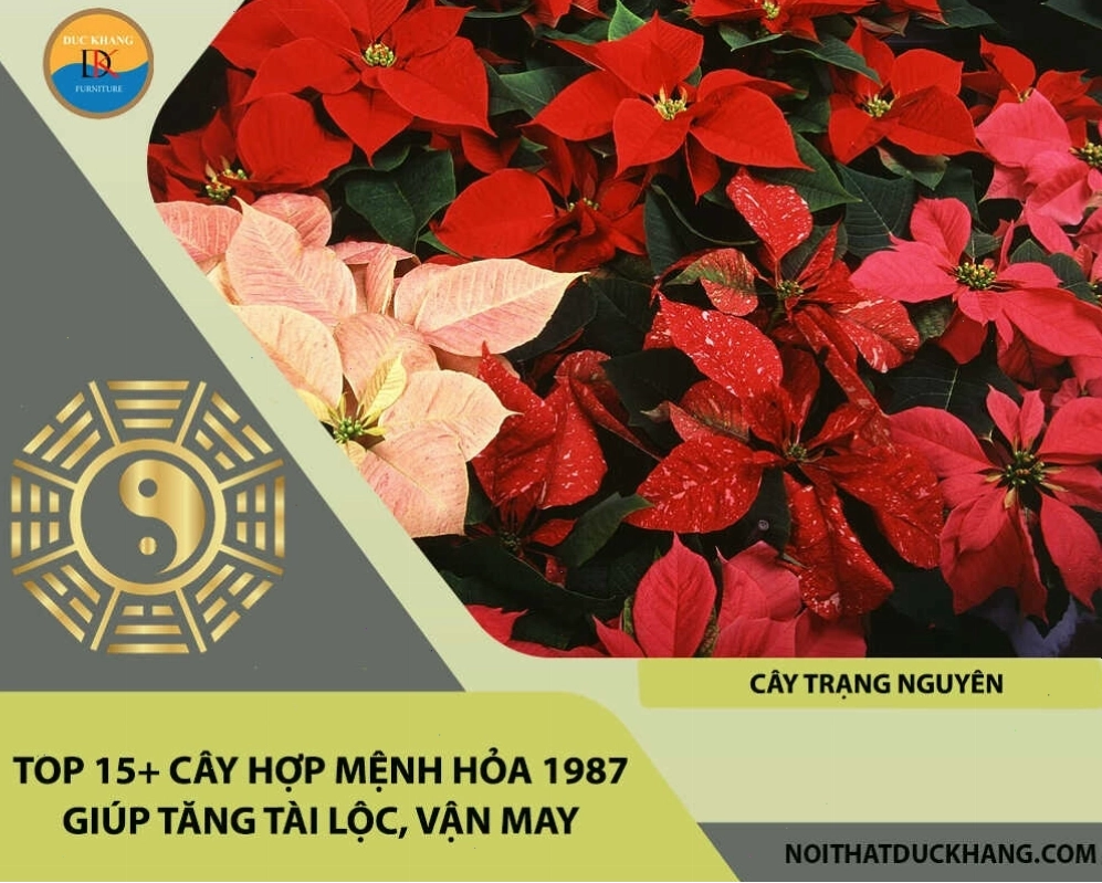 Cây Kim Tiền hợp tuổi 1987