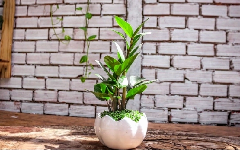 Cây Kim Tiền với lá xanh mướt, tượng trưng cho tài lộc