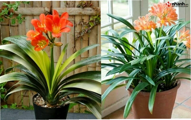 Cây Lan quân tử phù hợp người tuổi Mùi