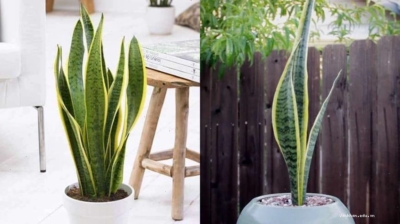 Cây lưỡi hổ hợp người mệnh Thổ, Kim và tuổi Ngọ