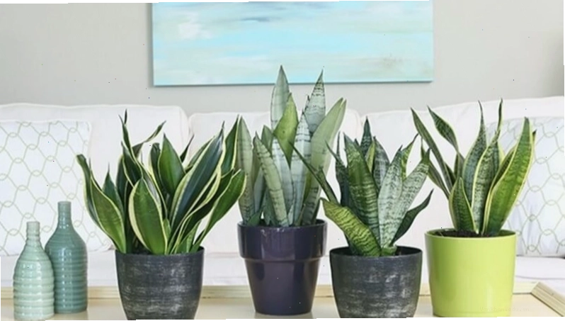 Cây lưỡi hổ thường được trồng và đặt ở phòng khách, hai bên lối đi cửa ra vào