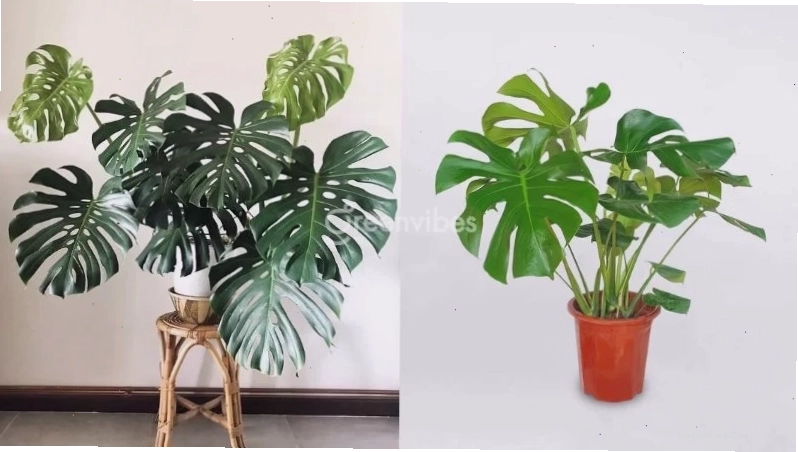 Cây Lưỡi Hổ với lá xanh sọc trắng đặt ở góc ban công