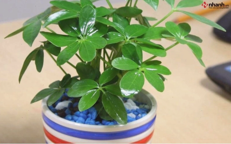 Cây Ngũ gia bì phong thủy cho người tuổi Mão