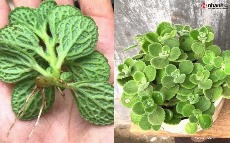 Cây Nhất Mạt Hương mang lại may mắn cho người tuổi Dậu