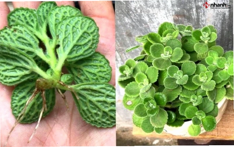 Cây Nhất mạt hương phù hợp với người tuổi Hợi