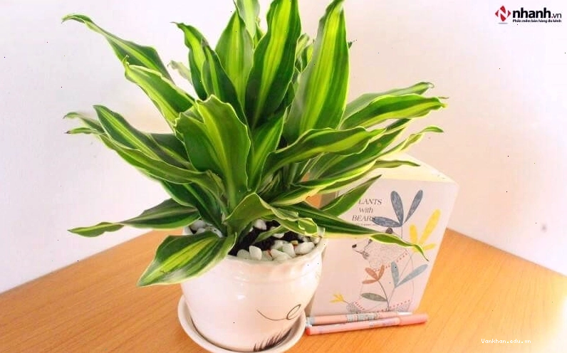 Cây Phát Tài mang đến thịnh vượng cho người tuổi Sửu
