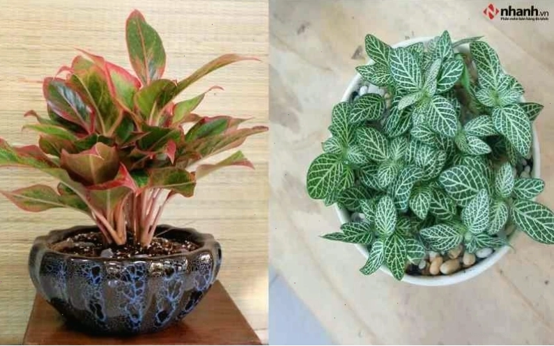 Cây Phát Tài Ngọc Phú Quý tăng phú quý cho người tuổi Mão