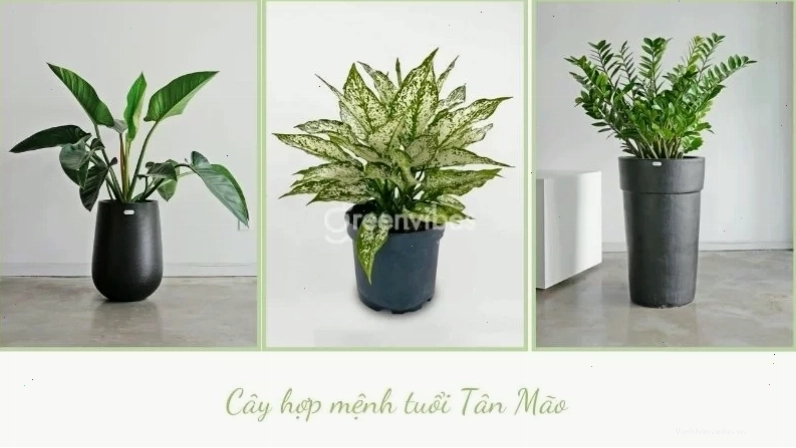 Cây phong thủy cho tuổi Mão
