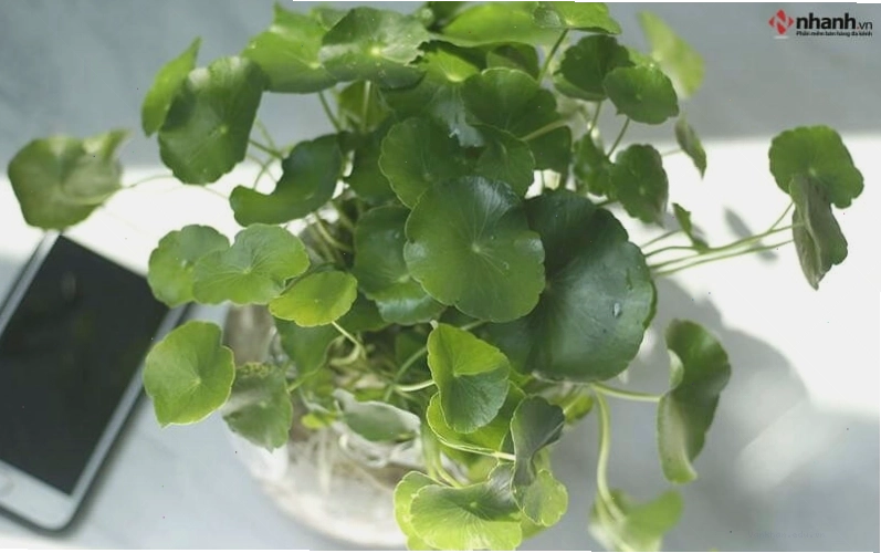 Cây phong thủy cỏ đồng tiền phù hợp người tuổi Tỵ