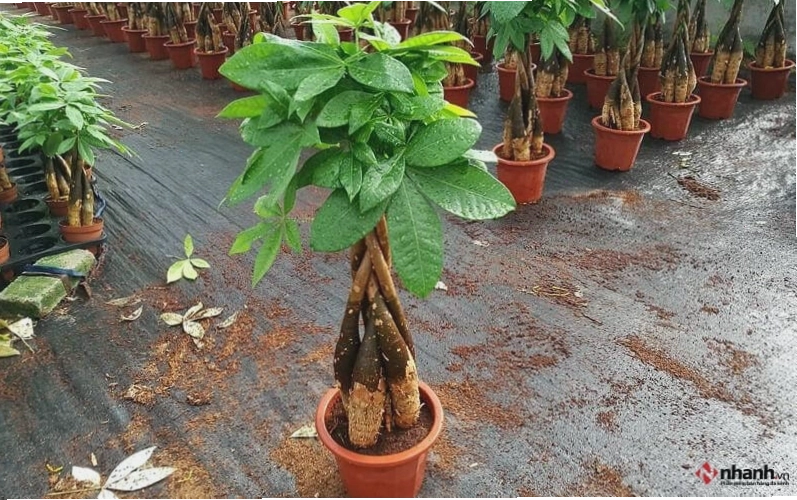 Cây phong thủy Kim ngân phù hợp người tuổi Tuất