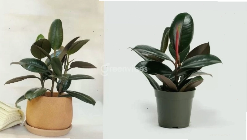 Cây phong thủy trồng ngoài ban công với lá xanh tươi tốt