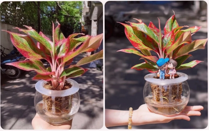 Cây Phú Quý với lá có viền hồng hoặc đỏ