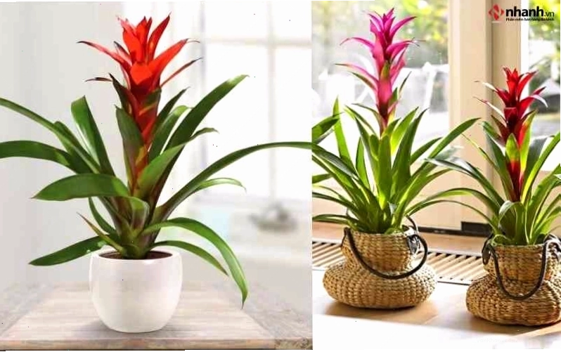 Cây Trầu Bà Đế Vương Đỏ tăng quyền lực cho người tuổi Dần