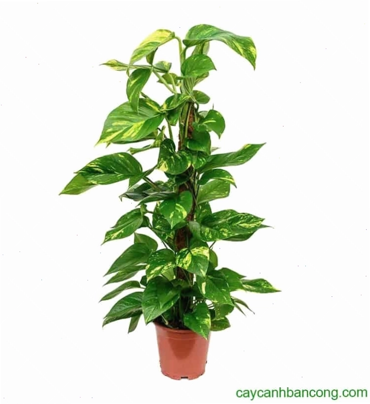 Cây trầu bà lá trắng với vẻ đẹp tinh tế và khả năng thanh lọc không khí