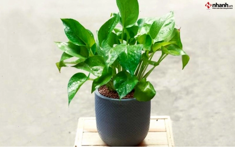 Cây Trầu Bà mang lại tài lộc và sức khỏe cho người tuổi Ngọ