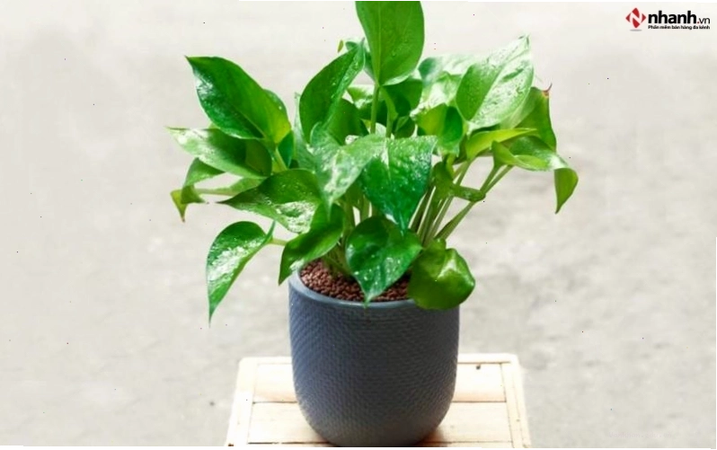Cây trầu bà phong thủy phù hợp cho người tuổi Ngọ
