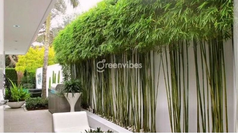 Cây Trầu Bà rủ xuống từ ban công