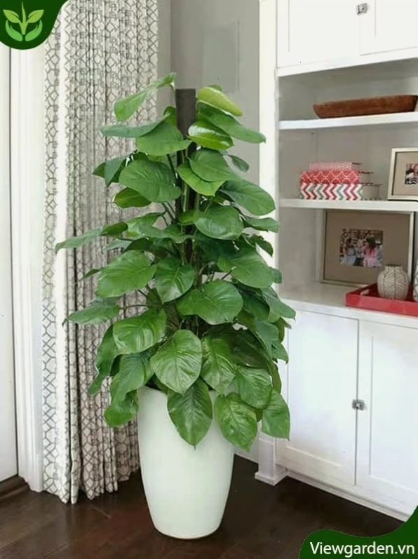 Cây trầu bà thanh xuân mang ý nghĩa sức khỏe và sự trường thọ