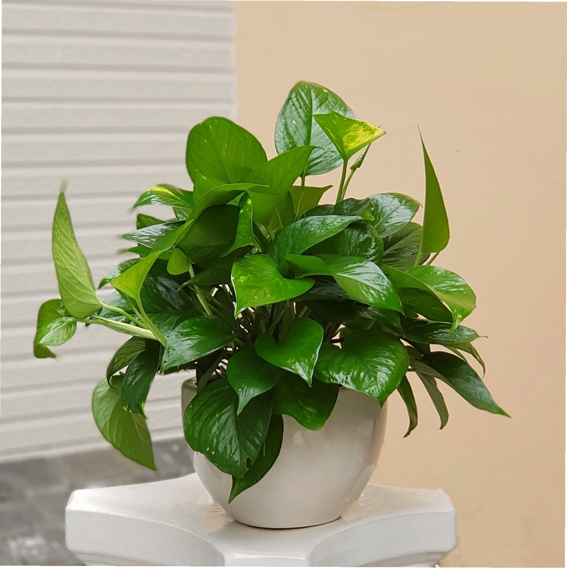 Cây trầu bà với lá xanh tươi tượng trưng cho sự may mắn và tài lộc