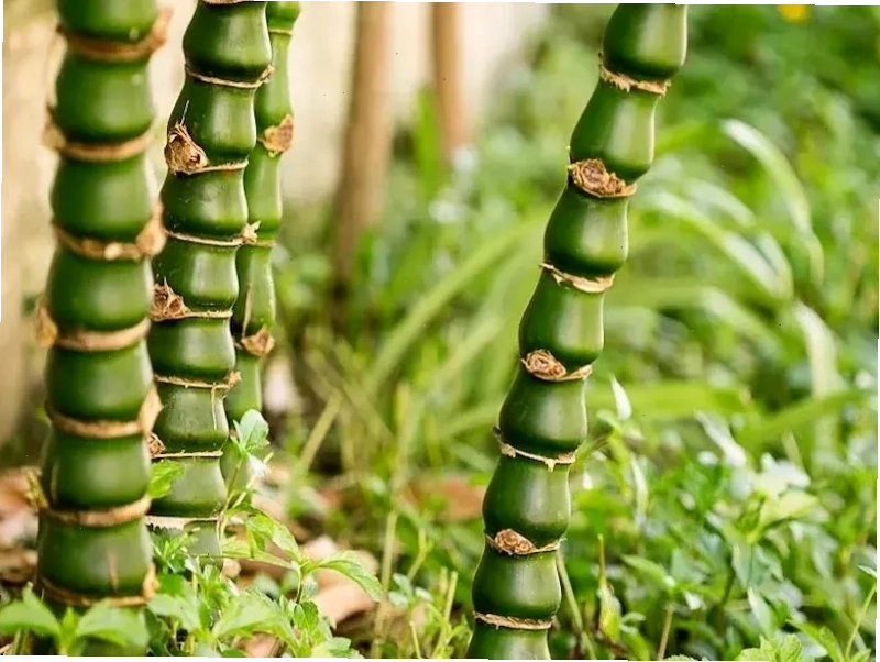 Cây Trúc Đùi Gà với đốt thân phình to độc đáo