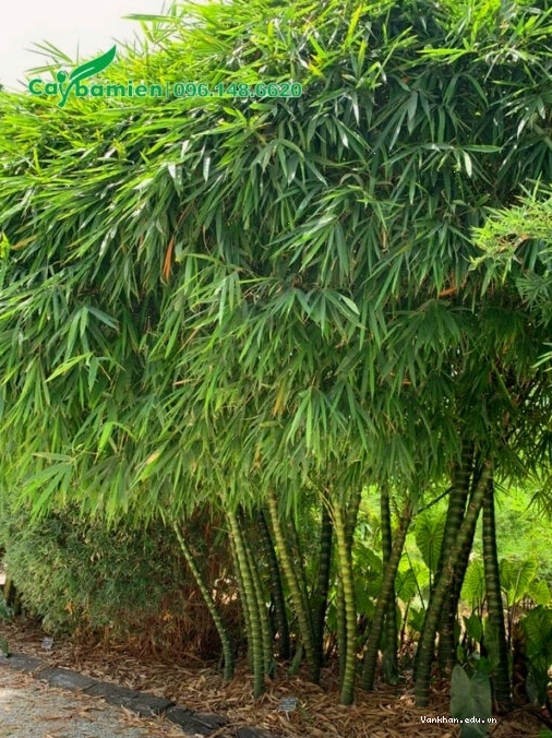 Cây Trúc Quan Âm lâu năm cao hơn 2m