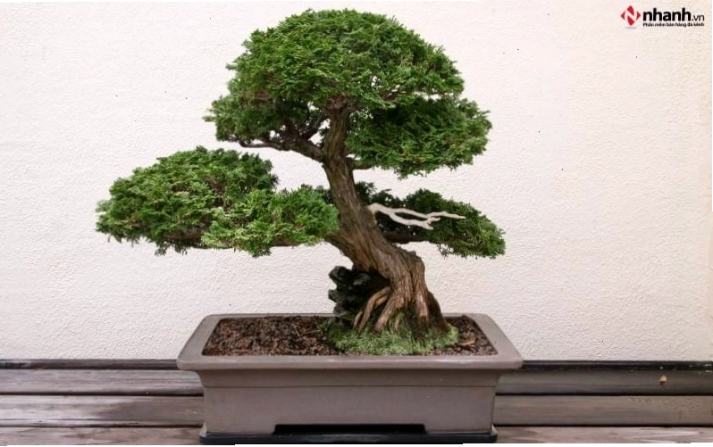 Cây tùng bồng lai bonsai phù hợp người tuổi Thân