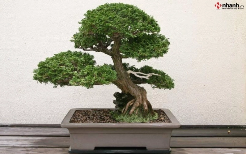 Cây Tùng Bồng Lai mang lại may mắn cho người tuổi Thân