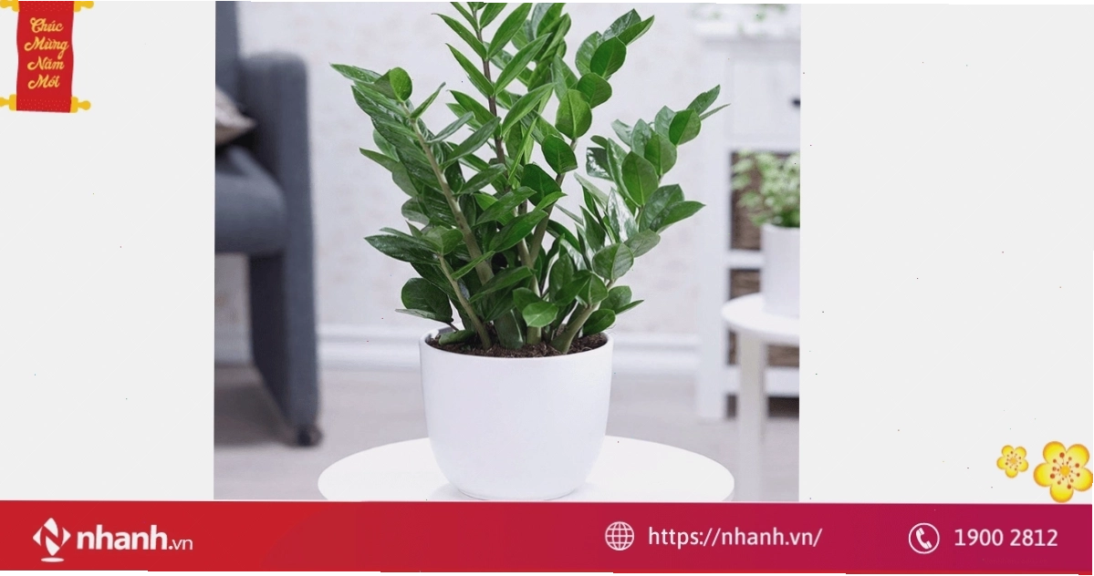 Cây Vạn Niên Thanh mang sức sống và sự nghiệp vững vàng cho người tuổi Dần